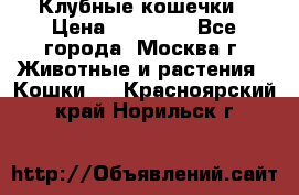 Клубные кошечки › Цена ­ 10 000 - Все города, Москва г. Животные и растения » Кошки   . Красноярский край,Норильск г.